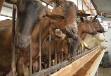 INDAP Y ESCUELA DEL QUESO SANTA ROSA REALIZAN EXITOSA CAPACITACIÓN A CAMPESINOS DE LA PROVINCIA DE LOS ANDES