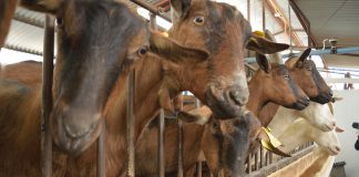 INDAP Y ESCUELA DEL QUESO SANTA ROSA REALIZAN EXITOSA CAPACITACIÓN A CAMPESINOS DE LA PROVINCIA DE LOS ANDES