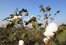 ARTESANA DE PUTAENDO RESCATA TRADICIONES ANCESTRALES CON MILENARIO CULTIVO DE ALGODÓN Y TEJIDO EN HORQUILLA