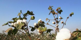 ARTESANA DE PUTAENDO RESCATA TRADICIONES ANCESTRALES CON MILENARIO CULTIVO DE ALGODÓN Y TEJIDO EN HORQUILLA