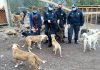GENDARMES DE LIMACHE APADRINAN REFUGIO CANINO