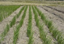 Arroz chileno cultivado con poca agua será una de las novedades de Expo Chile Agrícola.