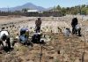 Conaf impulsa método de forestación rápida para crear bosques urbanos en el Valle del Aconcagua.