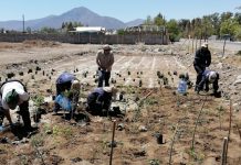 Por una Navidad con sentido, regala vida: regala un árbol nativo