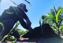 Con pelo humano buscan fomentar el ahorro hídrico en parques, jardines y agricultura.