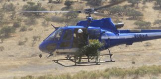 PDI incauta marihuana avaluada en 80 millones de pesos en la Ligua