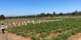 Agricultores del secano Mediterráneo de Chile están cerca de contar con la primera variedad de alfalfa