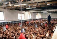 Las matanzas masivas son una amenaza latente para la industria avícola