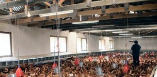 Las matanzas masivas son una amenaza latente para la industria avícola