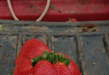 JOVEN AGRICULTOR DE SANTO DOMINGO SORPRENDE CON FRUTILLA GIGANTE CERCANA AL RÉCORD GUINNESS