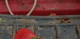 JOVEN AGRICULTOR DE SANTO DOMINGO SORPRENDE CON FRUTILLA GIGANTE CERCANA AL RÉCORD GUINNESS