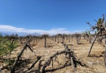 EL 92% DE LOS REGANTES DE LA PRECORDILLERA SUFRIÓ AFECTACIÓN EN EL CALIBRE DE SUS CULTIVOS