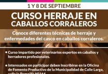 Municipalidad de Calle Larga y Universidad del Alba realizarán curso gratuito de herraje para equinos