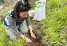 San Felipe: Reforestan con 300 árboles y arbustos nativos el cerro San Francisco de Curimón