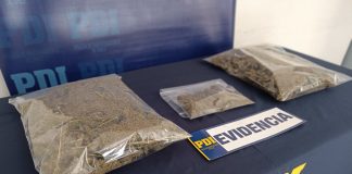 PDI La Calera detuvo a hombre que tenía invernadero con 115 kilos de droga