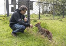 Veterinario chilote que rescata pudúes en peligro de extinción es el ganador de Nuevos Héroes 2023