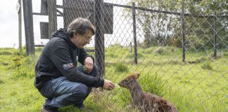 Veterinario chilote que rescata pudúes en peligro de extinción es el ganador de Nuevos Héroes 2023