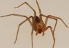 ¿Cómo saber si me picó una araña de rincón?: Estos son los 5 síntomas más comunes