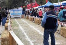 Este fin de semana se desarrollará en Rinconada el Torneo Nacional de Clubes Campeones de Rayuela