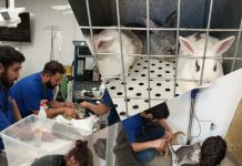 UDLA ofrece atención gratuita a animales afectados por los incendios y habilita su Sede Viña del Mar como centro de acopio