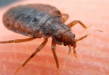 Alergias y picaduras: ¿cuándo poner atención?