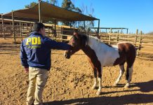 PDI Concón recupera caballos de equino terapia sustraídos en Puchuncaví