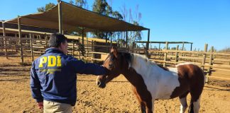 PDI Concón recupera caballos de equino terapia sustraídos en Puchuncaví