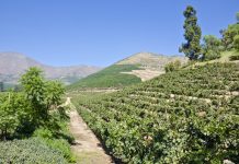 Pymes agrícolas de Aconcagua Quillota optimizan gestión de riego con tecnologías de eficiencia hídrica