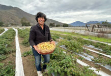 ECO GOLDIE: LA INNOVADORA PRODUCCIÓN DE GOLDEN BERRIES DE BERTA ARAVENA EN PETORCA