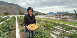 ECO GOLDIE: LA INNOVADORA PRODUCCIÓN DE GOLDEN BERRIES DE BERTA ARAVENA EN PETORCA