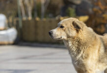 Día Mundial del Perro sin Raza