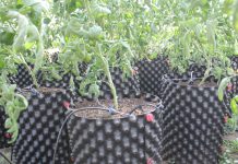 Sav(b)IA: sistema autónomo de riego para frutales, hortalizas y cultivos