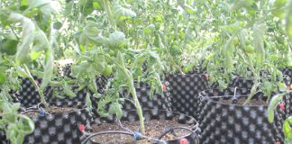 Sav(b)IA: sistema autónomo de riego para frutales, hortalizas y cultivos