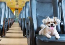 Aplica para perros, conejos y hasta tortugas: estas son las precauciones para viajar en bus con tu mascota