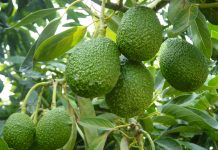 Paltas cierran temporada 2024-2025 con su mayor producción en 15 años