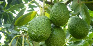 Paltas cierran temporada 2024-2025 con su mayor producción en 15 años