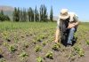 Día de campo aborda cultivos resilientes ante un cambio climático inminente