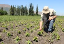 Día de campo aborda cultivos resilientes ante un cambio climático inminente