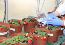 Seminario aborda el uso de la biotecnología para extender la vida útil de la frutilla en postcosecha