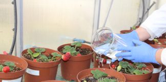 Seminario aborda el uso de la biotecnología para extender la vida útil de la frutilla en postcosecha