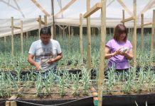Hidroponía en flores de corte es una opción sustentable en territorios con escasez de agua