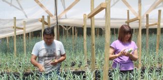 Hidroponía en flores de corte es una opción sustentable en territorios con escasez de agua