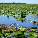 naturaleza_lago-plantas-reptil