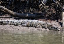 Parque Nacional de Los Everglades: un imperdible en tu próxima visita a Miami