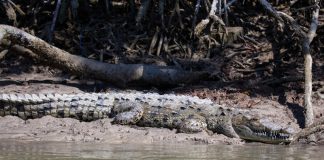 Parque Nacional de Los Everglades: un imperdible en tu próxima visita a Miami