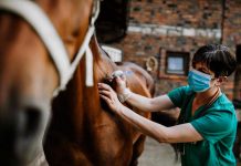 SAG confirma caso de anemia infecciosa equina en comuna de San Pedro de Melipilla