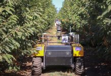 Lanzan proyecto que busca optimizar la producción de cerezos con inteligencia artificial