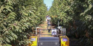Lanzan proyecto que busca optimizar la producción de cerezos con inteligencia artificial