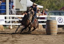 Este viernes comienza en Calle Larga la Final Nacional de Exposiciones y Pruebas Funcionales de la Federación Criadores de Caballos Raza Chilena