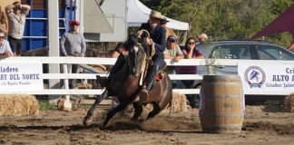 Este viernes comienza en Calle Larga la Final Nacional de Exposiciones y Pruebas Funcionales de la Federación Criadores de Caballos Raza Chilena